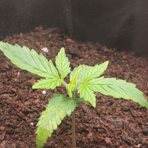 Pineapple Express Auto growlog photo: Vegetation began fully