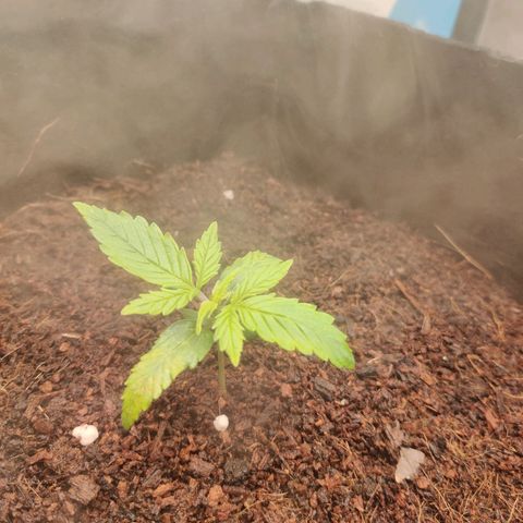 Pineapple Express Auto growlog photo: Vegetation began fully