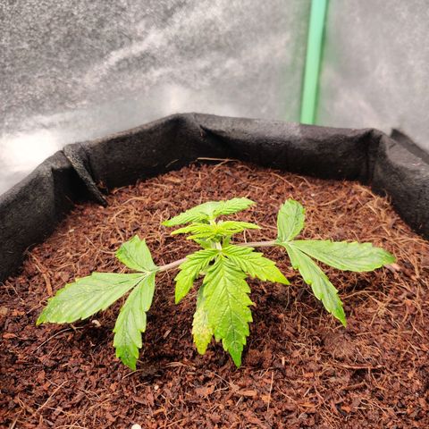 Pineapple Express Auto growlog timeline photo
