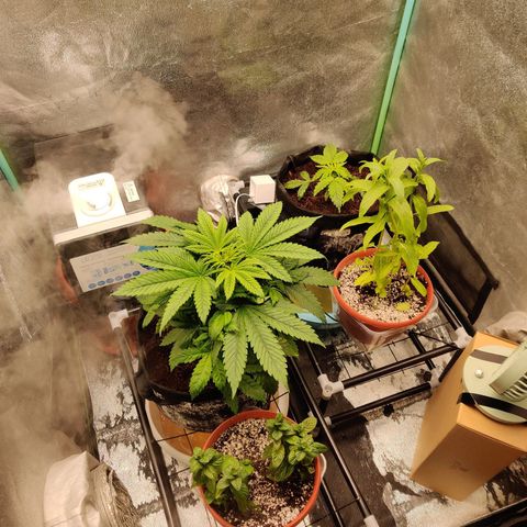 Pineapple Express Auto growlog photo: Mint addition