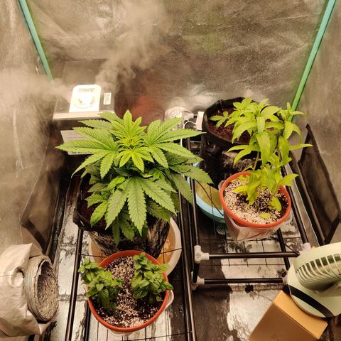 Pineapple Express Auto growlog photo: Mint addition
