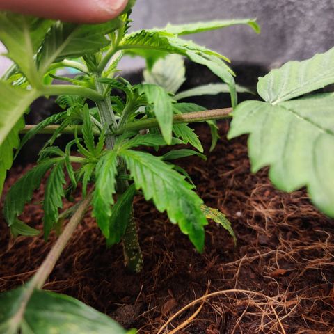 Pineapple Express Auto growlog timeline photo