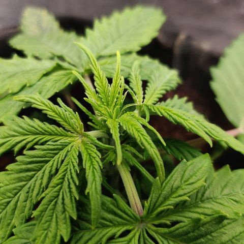Pineapple Express Auto growlog timeline photo