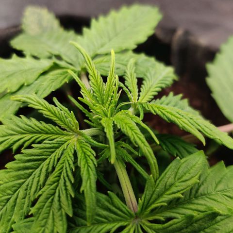 Pineapple Express Auto growlog timeline photo