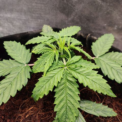 Pineapple Express Auto growlog timeline photo