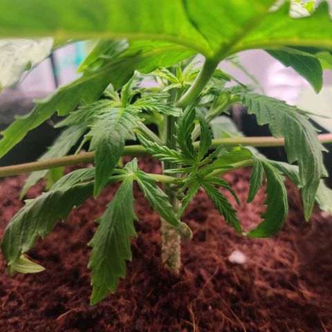 Pineapple Express Auto growlog photo: Lollipop