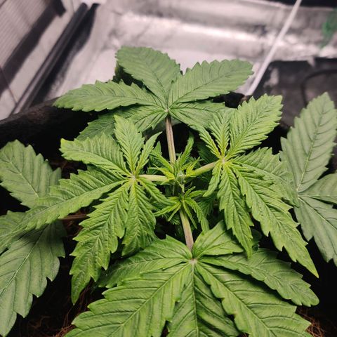 Pineapple Express Auto growlog photo: Lollipop