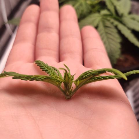 Pineapple Express Auto growlog photo: Lollipop