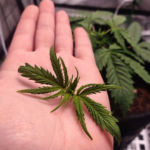 Pineapple Express Auto growlog photo: Lollipop