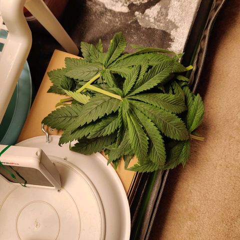 Pineapple Express Auto growlog timeline photo