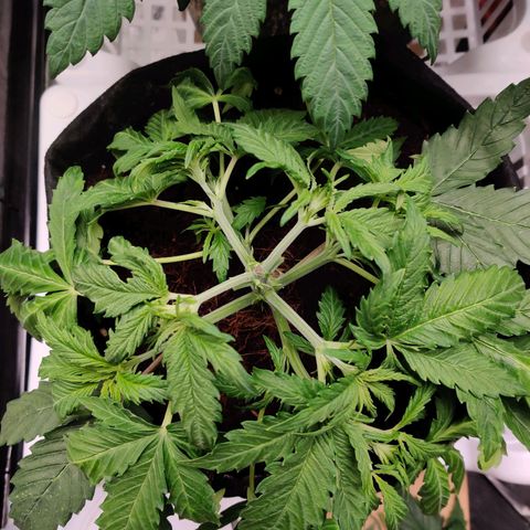 Pineapple Express Auto growlog timeline photo