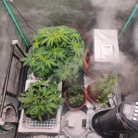 Pineapple Express Auto growlog timeline photo