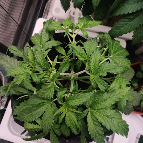 Pineapple Express Auto growlog timeline photo