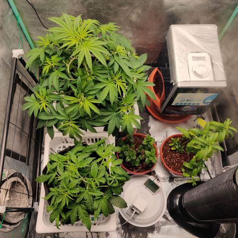 Pineapple Express Auto growlog timeline photo