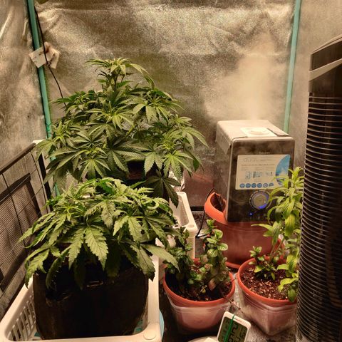 Pineapple Express Auto growlog timeline photo