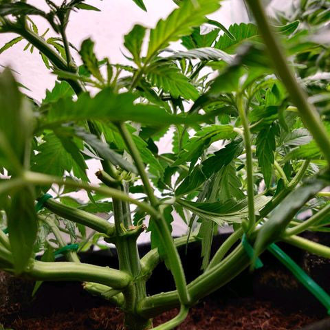 Pineapple Express Auto growlog photo: Little defoliation, 8 leaves