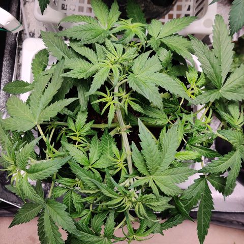 Pineapple Express Auto growlog photo: Little defoliation, 8 leaves