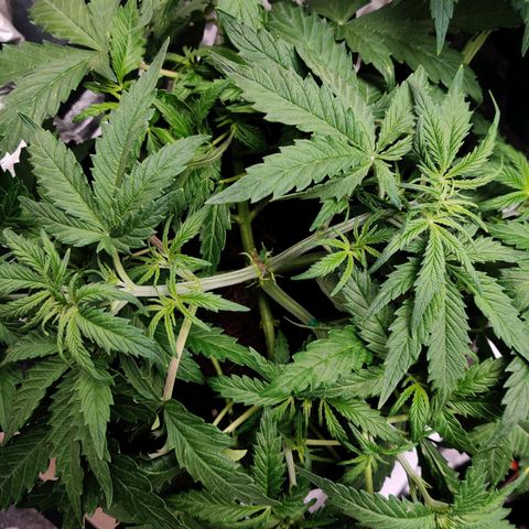 Pineapple Express Auto growlog photo: Little defoliation, 8 leaves