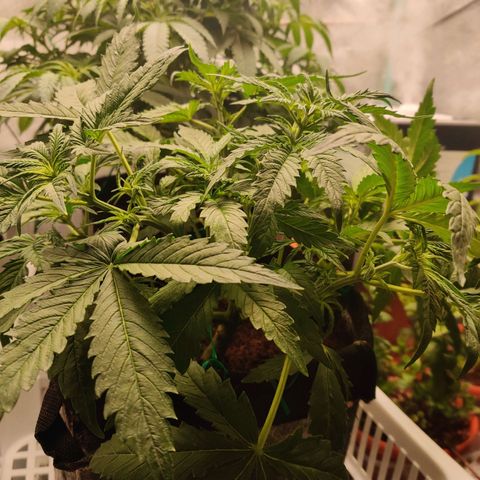 Pineapple Express Auto growlog photo: Perked up nicely today! 