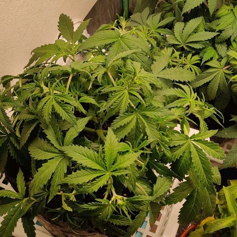 Pineapple Express Auto growlog photo: Reacted well to the first tie down. Stretch the wires and flattened even more. 

Also raised so now 18" from light.