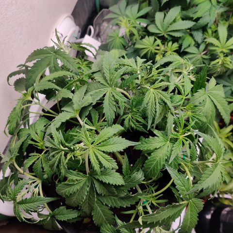 Pineapple Express Auto growlog photo: Reacted well to the first tie down. Stretch the wires and flattened even more. 

Also raised so now 18" from light.