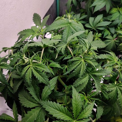 Pineapple Express Auto growlog photo: Reacted well to the first tie down. Stretch the wires and flattened even more. 

Also raised so now 18" from light.