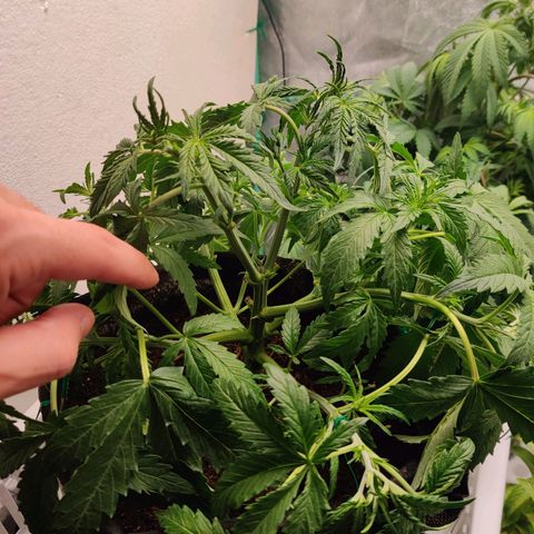 Pineapple Express Auto growlog photo: Reacted well to the first tie down. Stretch the wires and flattened even more. 

Also raised so now 18" from light.