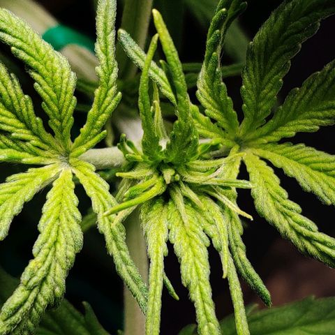 Pineapple Express Auto growlog timeline photo
