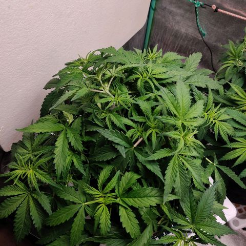 Pineapple Express Auto growlog timeline photo