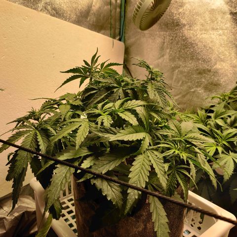 Pineapple Express Auto growlog timeline photo