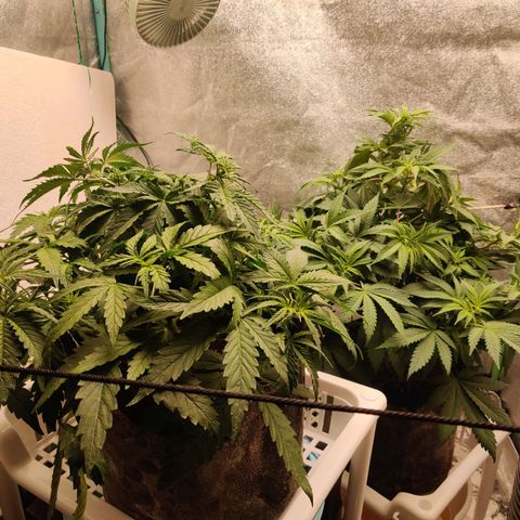 Pineapple Express Auto growlog timeline photo