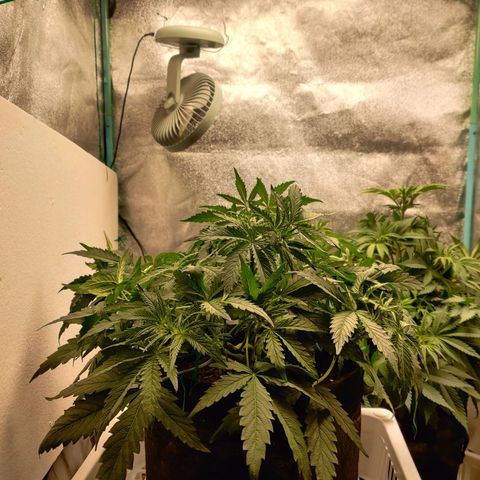 Pineapple Express Auto growlog timeline photo