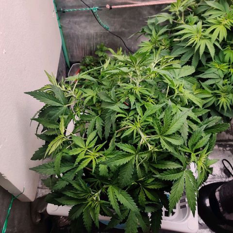 Pineapple Express Auto growlog timeline photo