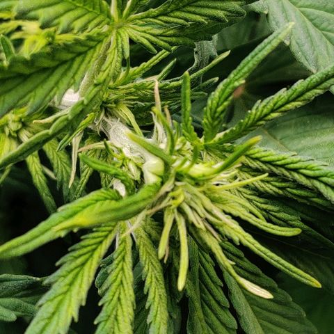 Pineapple Express Auto growlog photo: Flowering signs