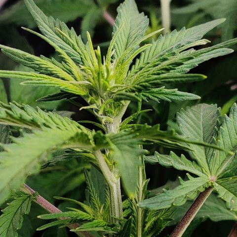 Pineapple Express Auto growlog photo: Flowering signs