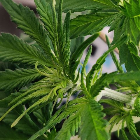 Pineapple Express Auto growlog photo: Flowering signs