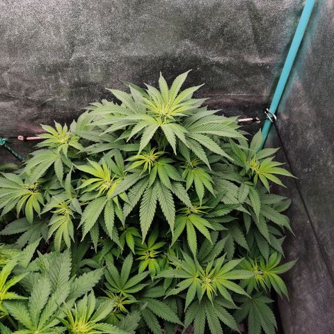 Pineapple Express Auto growlog timeline photo