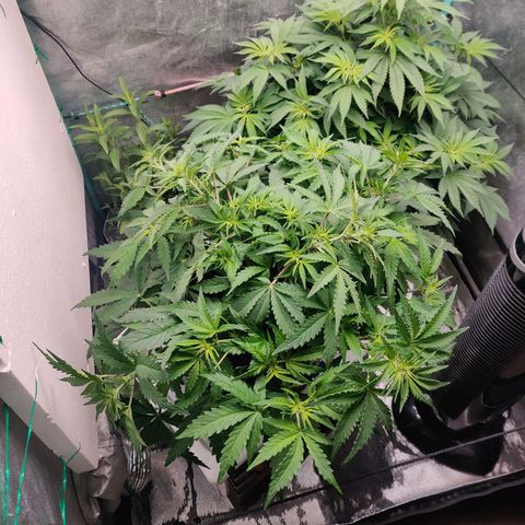 Pineapple Express Auto growlog timeline photo
