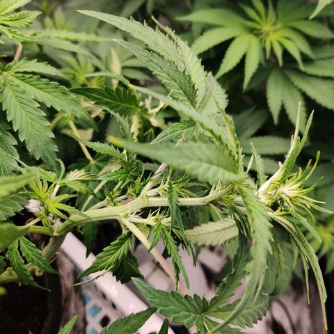 Pineapple Express Auto growlog photo: Signs of flowering. 