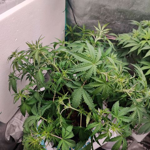 Pineapple Express Auto growlog photo: Signs of flowering. 