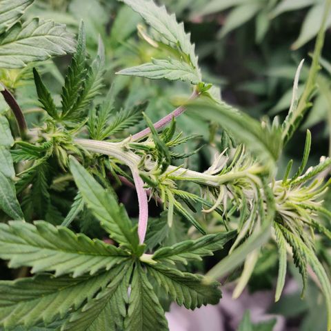 Pineapple Express Auto growlog photo: Signs of flowering. 