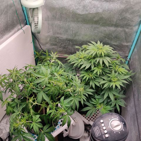 Pineapple Express Auto growlog timeline photo