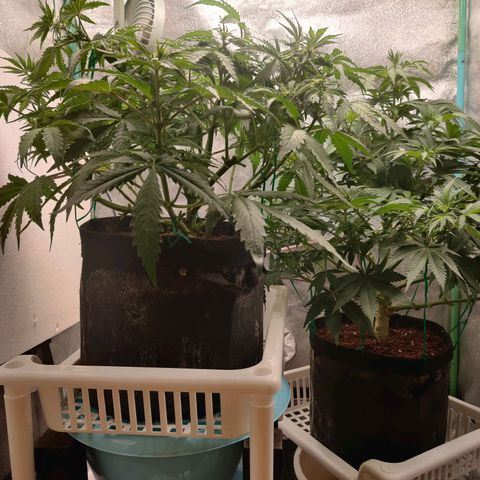 Pineapple Express Auto growlog timeline photo