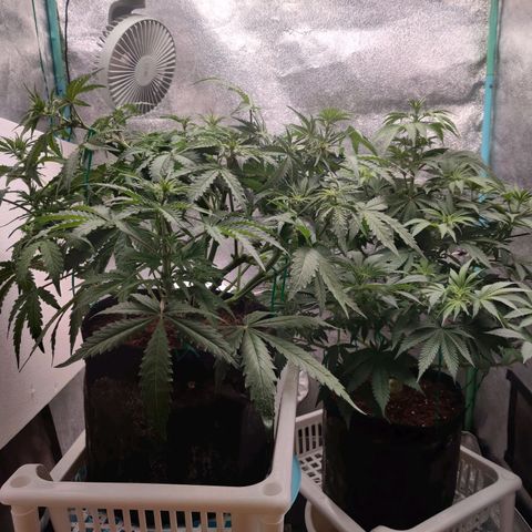 Pineapple Express Auto growlog timeline photo