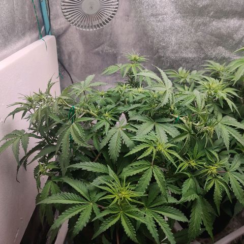 Pineapple Express Auto growlog timeline photo