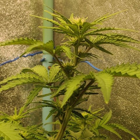 Pineapple Express Auto growlog photo: Flowering nicely.