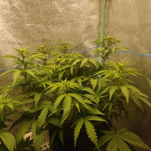 Pineapple Express Auto growlog photo: Flowering nicely.