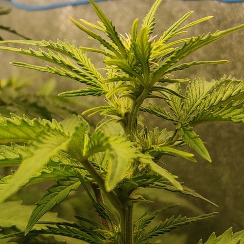 Pineapple Express Auto growlog photo: Flowering nicely.