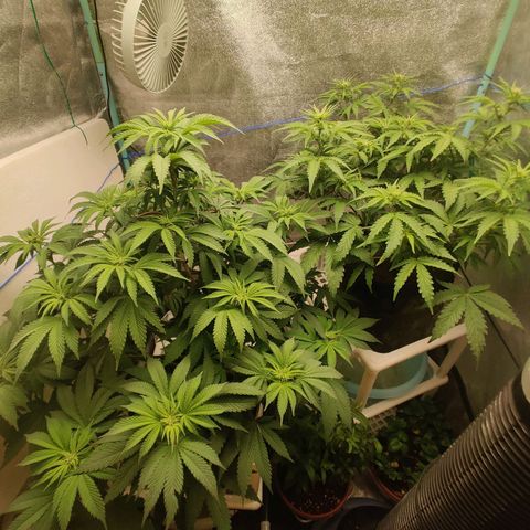 Pineapple Express Auto growlog timeline photo