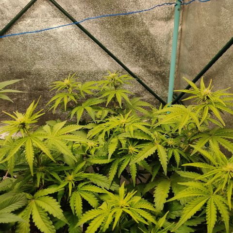 Pineapple Express Auto growlog timeline photo